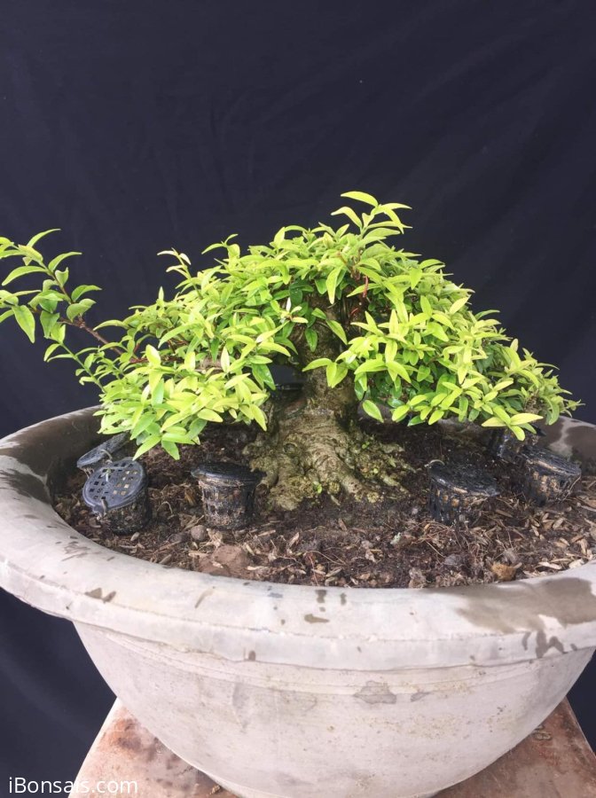 Mai chiếu thủy mini