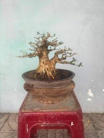 Sam hương