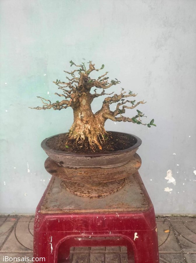 Sam hương