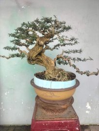 Linh sam già thân khếnh cây đẹp gl ae