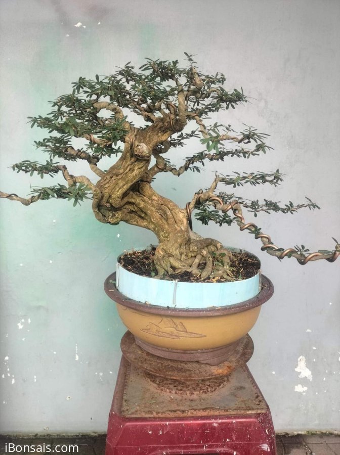 Linh sam già thân khếnh cây đẹp gl ae