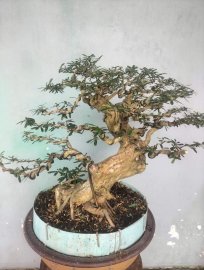 Linh sam già thân khếnh cây đẹp gl ae