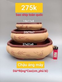 Một số mẫu chậu Bonsai