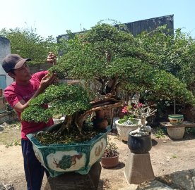 Tác phẩm linh sam sông hinh
