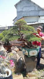 Tác phẩm linh sam sông hinh