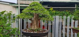 Sắc hoa