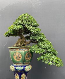 Tác phẩm hải châu