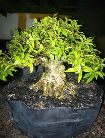Mini cần chi phải bự