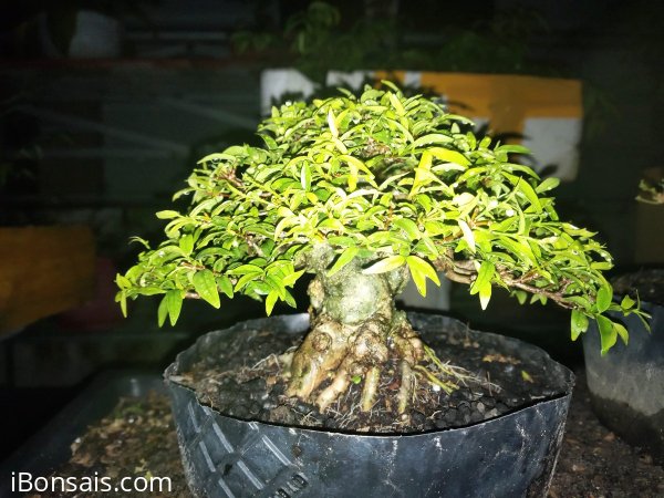 Mini cần chi phải bự