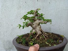 Mini cần chi phải bự