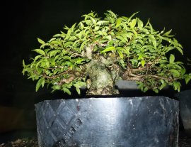 Mini cần chi phải bự