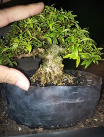 Mini cần chi phải bự