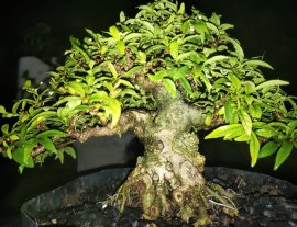 Mini cần chi phải bự