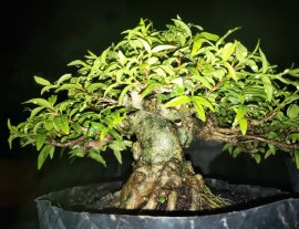 Mini cần chi phải bự