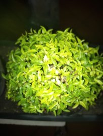 Mini cần chi phải bự