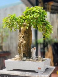 Hoa giấy