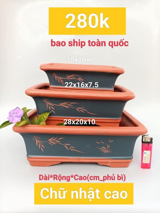 Chậu Bonsai giảm giá