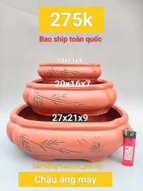 Chậu Bonsai giảm giá