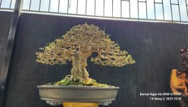 Mai chiếu thủy nu da đen