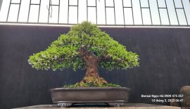 Mai chiếu thủy nu da đen