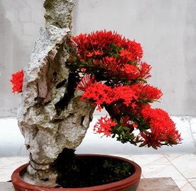 Cây trang đỏ đầy hoa