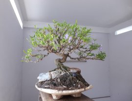 Em Linh Sam sông Hinh zin ký đá...