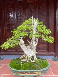 Sinh Tử - Sam Ngọc