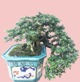 Linh sam 86