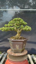 Linh sam 86