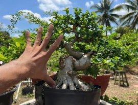 Sam hương Indo