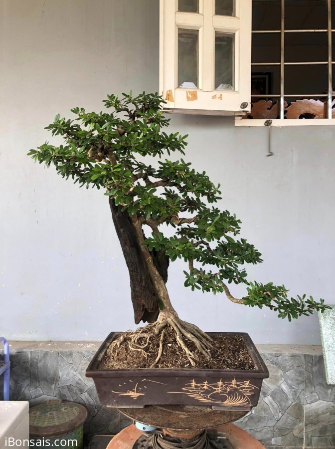 Giao lưu ae cây linh sam ôm lũa
