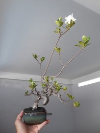 Em Bạch Thiên Hương ...