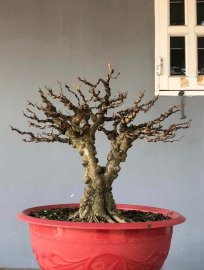 Mct lá lớn form thiên nhiên cổ thụ cốt cành to cắt giật