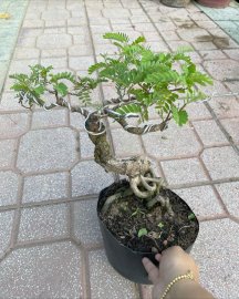 Giao lưu cây me mini già #350k