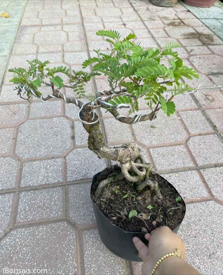 Giao lưu cây me mini già #350k