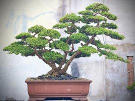 Hải Châu Lá Nhỏ rí Sông Cầu Rin