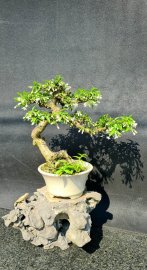 Mai chiếu thủy kim giòn