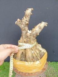 Phôi mai chiếu thủy gl ace ạ