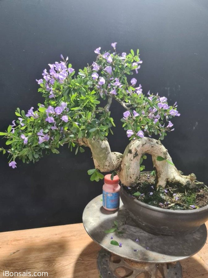 Linh sam siêu hoa rin già