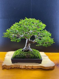 Tác phẩm sơn liễu