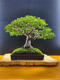 Tác phẩm sơn liễu