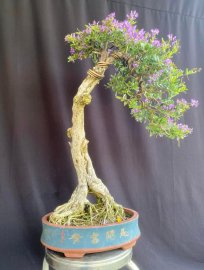 Linh sam dáng văn nhân khoe sắc ạ