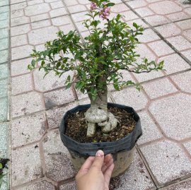 Hồng ngọc mai đang bông và trái