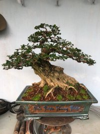 Sam hương bao phê