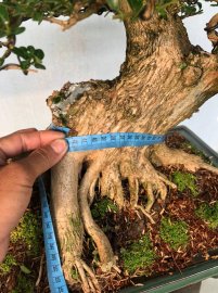 Sam hương bao phê