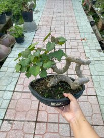 Sót lại em dâm bụt mini siêu cute