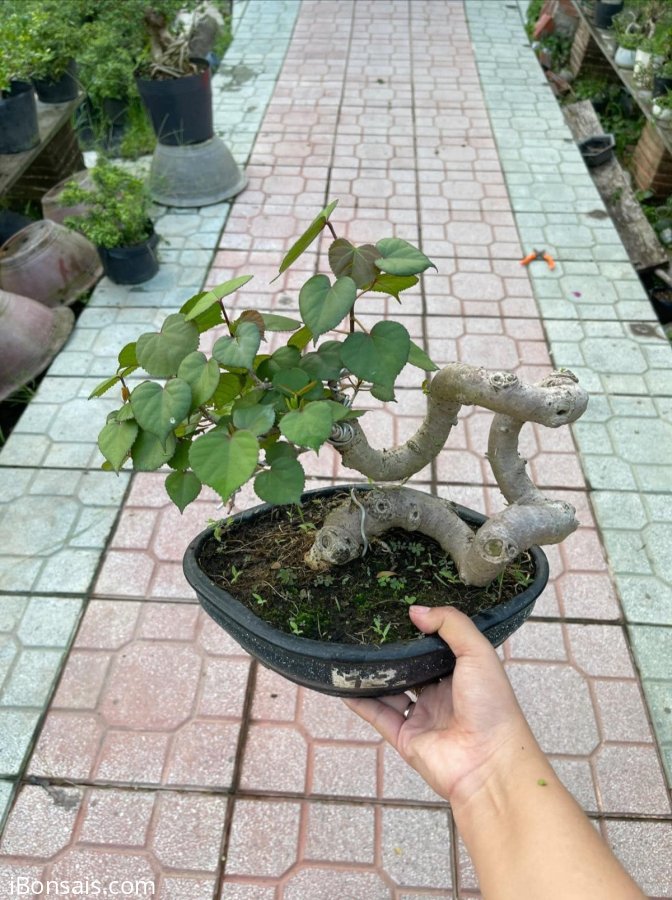 Sót lại em dâm bụt mini siêu cute