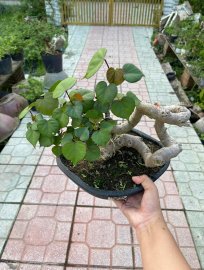 Sót lại em dâm bụt mini siêu cute