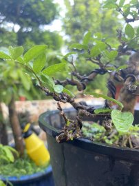 Cây xanh mướt khi dùng HB-101