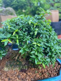 Cây xanh mướt khi dùng HB-101